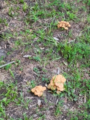 Desarmillaria caespitosa