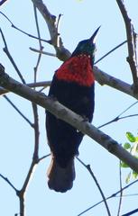 Chalcomitra senegalensis gutturalis