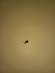 Periplaneta fuliginosa