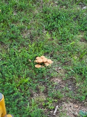 Desarmillaria caespitosa