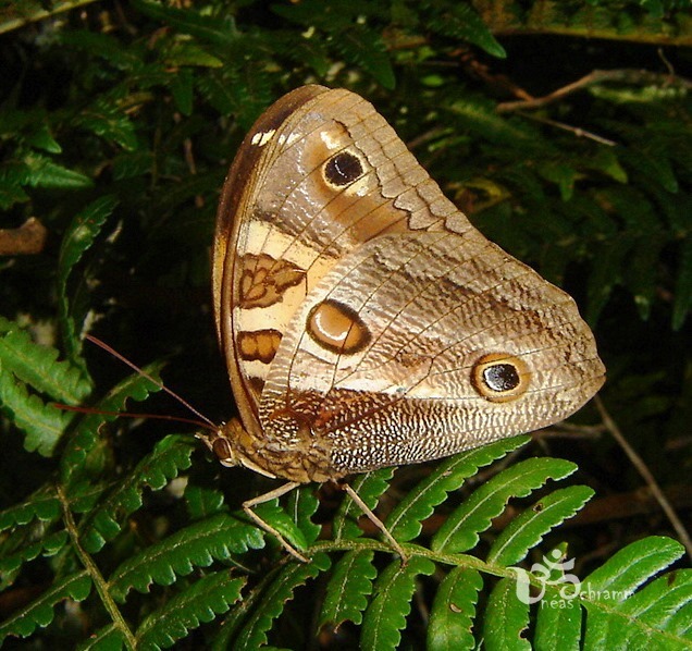 Blepolenis