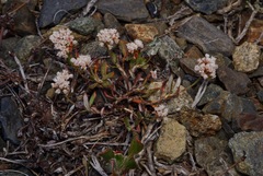 Eriogonum microtheca alpinum