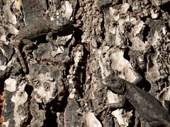 Sceloporus grammicus