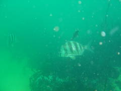 Diplodus hottentotus