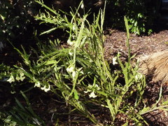 Carmichaelia williamsii