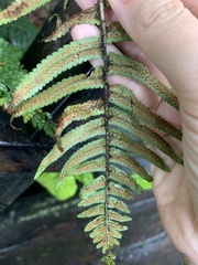 Dryopteris cycadina
