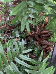 Dryopteris cycadina