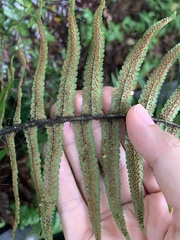 Dryopteris cycadina
