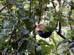 Agapornis roseicollis