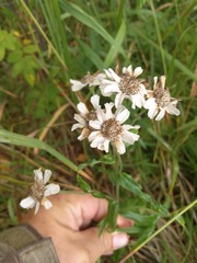 Achillea ptarmica macrocephala