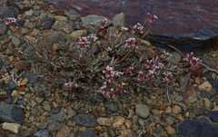 Eriogonum microtheca alpinum