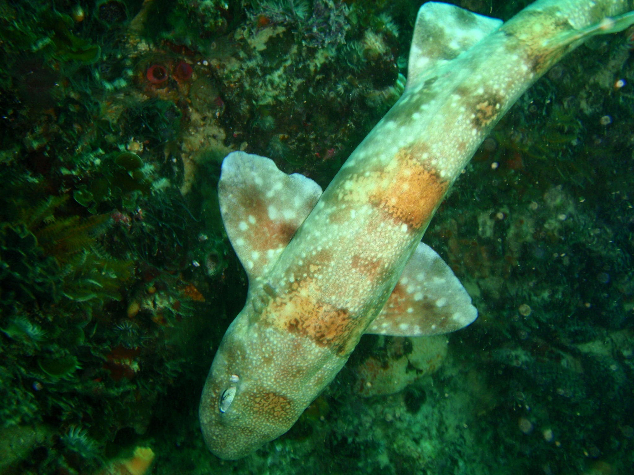 alitán viperino, dog fish, pofadderschaamhaai, pofadder-skaamoog, puff-adder shy shark, puffadder shyshark, rästik-ujehai, roussette vipérine, skaamoog, slangerødhaj, žralok stydlivý, غرَّاء مُحتشِِمة حفِث أُفْعُوى, 埃氏宽斑鲨, 埃氏宽瓣鲨, 埃氏寬瓣鯊