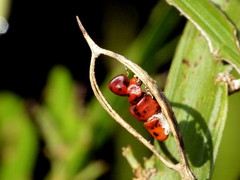 Carmichaelia williamsii
