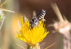 Megachile apicalis