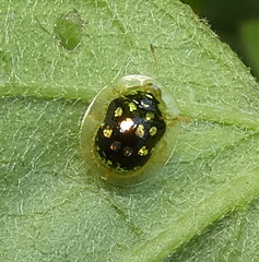 Plagiometriona microcera