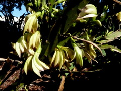 Carmichaelia williamsii