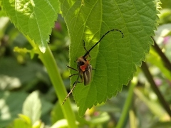 Essostrutha binotata