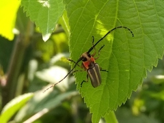 Essostrutha binotata