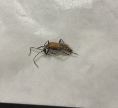 Chauliognathus pensylvanicus