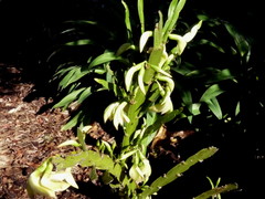 Carmichaelia williamsii