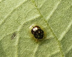 Plagiometriona microcera