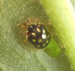 Plagiometriona microcera