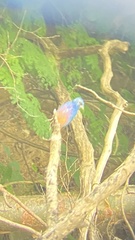Passerina rositae