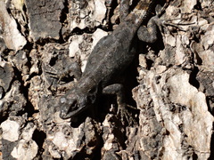 Sceloporus grammicus
