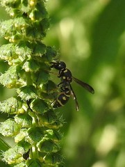 Parancistrocerus pedestris