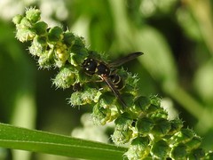 Parancistrocerus pedestris