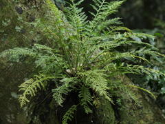 Asplenium rutifolium