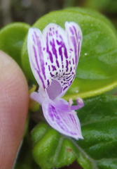 Hypoestes aristata