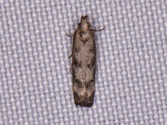 Dichomeris inversella