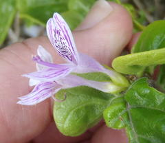 Hypoestes aristata