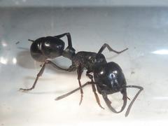 Plectroctena mandibularis