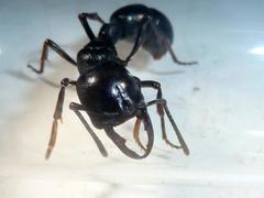 Plectroctena mandibularis