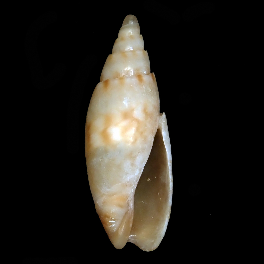 White-Zoned Rice Shell