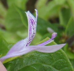 Hypoestes aristata