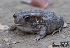 Sclerophrys garmani