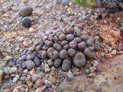 Conophytum uviforme decoratum
