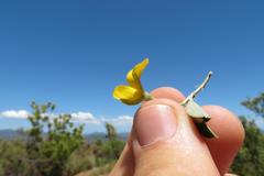 Argyrolobium pumilum