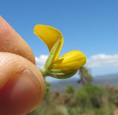 Argyrolobium pumilum