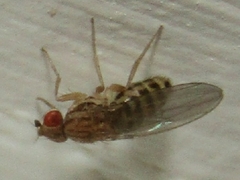 Drosophila busckii