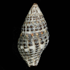 Engina armillata