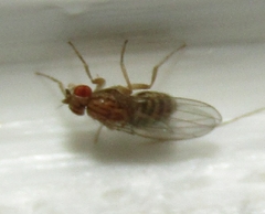 Drosophila busckii