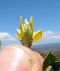 Argyrolobium pumilum