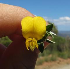 Argyrolobium pumilum