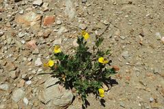 Argyrolobium pumilum