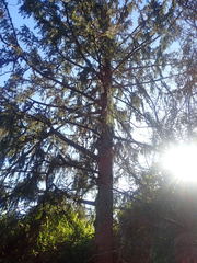 Picea smithiana