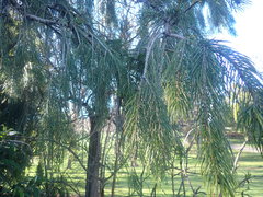Picea smithiana